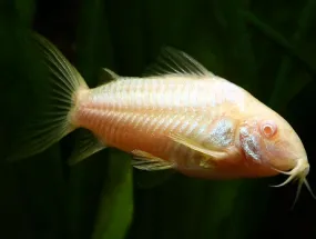 Corydoras (Albino Paleatus)